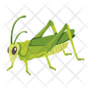 پیش‌نمایش فایل green-mantis-12077104 از پک آخوندک