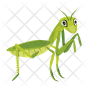 پیش‌نمایش فایل mantis-12077097 از پک آخوندک