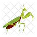 پیش‌نمایش فایل mantodea-12077085 از پک آخوندک