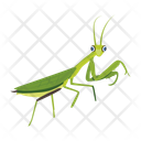 پیش‌نمایش فایل praying-mantis-12077091 از پک آخوندک