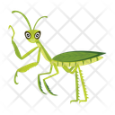 پیش‌نمایش فایل praying-mantis-12077102 از پک آخوندک