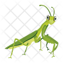 پیش‌نمایش فایل praying-mantis-12077106 از پک آخوندک
