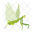 پیش‌نمایش فایل tropical-mantis-12077080 از پک آخوندک