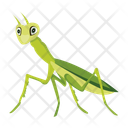 پیش‌نمایش فایل tropical-mantis-12077107 از پک آخوندک