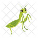 پیش‌نمایش فایل tropical-mantis-12077111 از پک آخوندک
