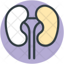 پیش‌نمایش فایل kidneys-24 از پک پزشکی و سلامت