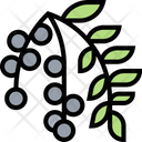 پیش‌نمایش فایل acai-berry-5834805 از پک انواع توت‌ها
