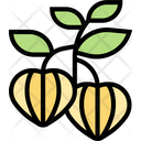 پیش‌نمایش فایل gooseberry-cape-5834823 از پک انواع توت‌ها