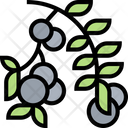 پیش‌نمایش فایل junipers-berry-5834826 از پک انواع توت‌ها