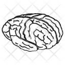 پیش‌نمایش فایل brain-520 از پک خط کالبدشناسی انسان