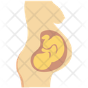 پیش‌نمایش فایل fetus-4 از پک پزشکی و سلامت