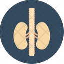 پیش‌نمایش فایل kidneys-67 از پک پزشکی و سلامت