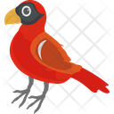 پیش‌نمایش فایل cardinal-bird-1836630 از پک پرندگان