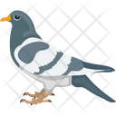 پیش‌نمایش فایل cartoon-pigeon-1836595 از پک پرندگان