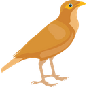 پیش‌نمایش فایل common-myna-1836593 از پک پرندگان