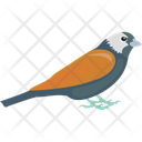 پیش‌نمایش فایل eurasian-bullfinch-1836612 از پک پرندگان