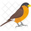 پیش‌نمایش فایل eurasian-bullfinch-1836617 از پک پرندگان