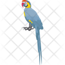 پیش‌نمایش فایل macaw-1836615 از پک پرندگان