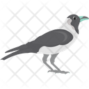 پیش‌نمایش فایل pied-crow-1836614 از پک پرندگان