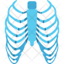 پیش‌نمایش فایل human-ribs-2146246 از پک بدن انسان