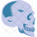 پیش‌نمایش فایل human-skull-2146221 از پک بدن انسان