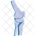 پیش‌نمایش فایل leg-skeleton-2146213 از پک بدن انسان