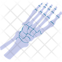 پیش‌نمایش فایل toe-skeleton-2146212 از پک بدن انسان