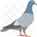 پیش‌نمایش فایل pigeon-2483361 از پک پرنده و حیوان