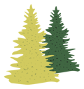 پیش‌نمایش فایل pine-tree-10259978 از پک اکتشاف طبیعی