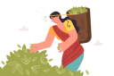 پیش‌نمایش فایل indian-woman-collects-tea-leaves-in-basket-working-on-highland-plantation-in-asian-region-12151946 از پک فعالیت افراد