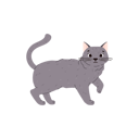 پیش‌نمایش فایل cute-and-funny-cat-of-british-shorthair-breed-11904819 از پک گربه های کارتونی ناز که گاز می گیرند یا دراز می کشند