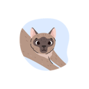 پیش‌نمایش فایل cute-funny-siamese-cat-11904830 از پک گربه های کارتونی ناز که گاز می گیرند یا دراز می کشند