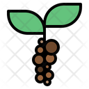 پیش‌نمایش فایل coffee-beans-plant-1532196 از پک قهوه