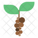 پیش‌نمایش فایل coffee-beans-plant-1532234 از پک قهوه