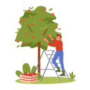 پیش‌نمایش فایل man-harvesting-apple-9190336 از پک باغبانی
