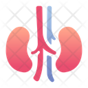 پیش‌نمایش فایل kidneys-1408612 از پک پزشکی
