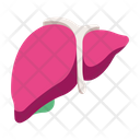 پیش‌نمایش فایل liver-2054645 از پک بدن انسان