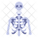پیش‌نمایش فایل skeleton-2054649 از پک بدن انسان
