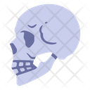 پیش‌نمایش فایل skull-2054660 از پک بدن انسان