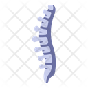 پیش‌نمایش فایل spine-2054655 از پک بدن انسان