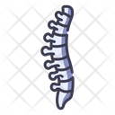 پیش‌نمایش فایل spine-2054603 از پک بدن انسان