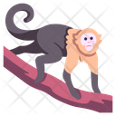 پیش‌نمایش فایل capuchin-2097069 از پک زندگی از آمازون