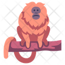 پیش‌نمایش فایل golden-lion-tamarin-2097068 از پک زندگی از آمازون