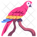 پیش‌نمایش فایل macaws-2097072 از پک زندگی از آمازون