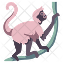 پیش‌نمایش فایل spider-monkey-2097071 از پک زندگی از آمازون