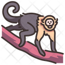 پیش‌نمایش فایل capuchin-2097099 از پک زندگی از آمازون