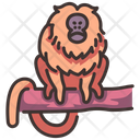 پیش‌نمایش فایل golden-lion-tamarin-2097098 از پک زندگی از آمازون