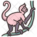 پیش‌نمایش فایل spider-monkey-2097101 از پک زندگی از آمازون