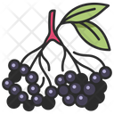 پیش‌نمایش فایل berry-3138548 از پک میوه و سبزیجات