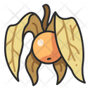 پیش‌نمایش فایل physalis-3138552 از پک میوه و سبزیجات